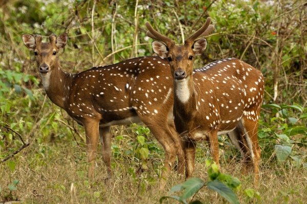 Пятнистые олени: особенности породы