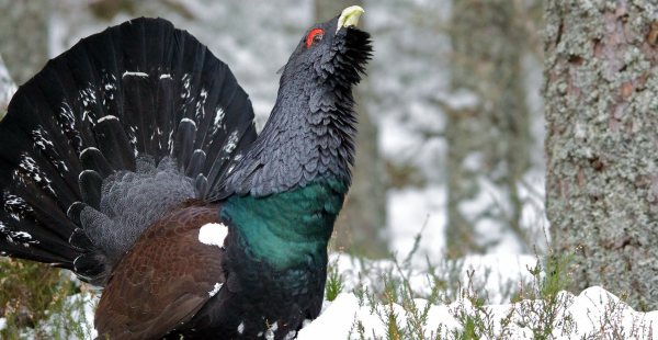 Тетерев: описание, ареал обитания, отличие самца от самки