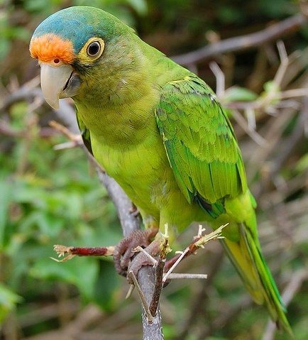 Попугай Аратинга: солнечный, золотой, яндайя, черноголовый