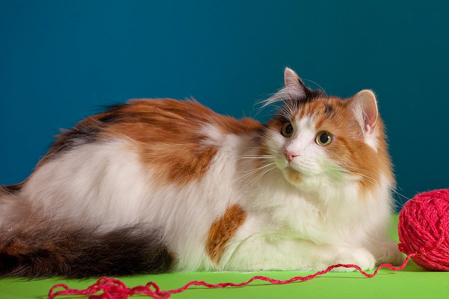 Турецкий ван: описание породы кошек, характер, особенности содержания