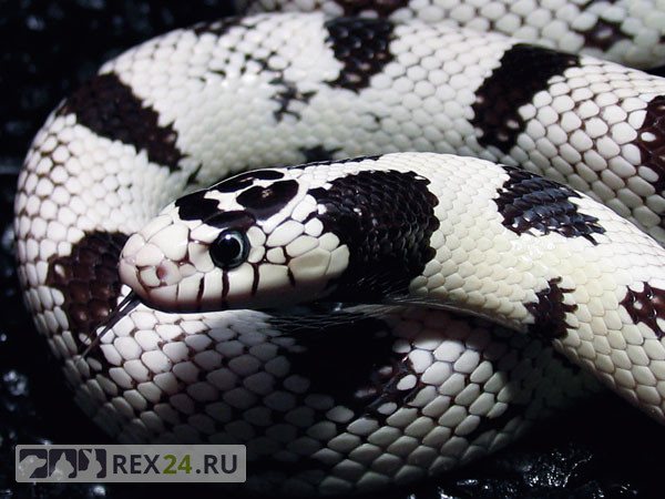 Калифорнийская змея: описание, виды, содержание и уход