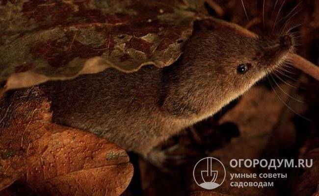 Необычные животные с самыми большими носами