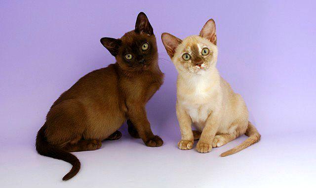 Бурманская короткошерстная кошка: описание породы и характера Бурманская короткошерстная кошка: описание породы и характера