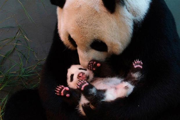 Панда: описание, где обитает, чем питается