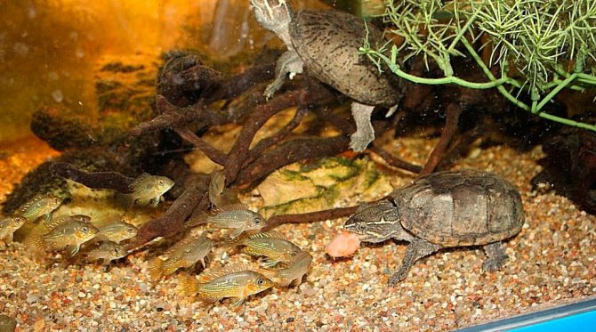 Мускусная обыкновенная черепаха: содержание, описание, питание и размножение