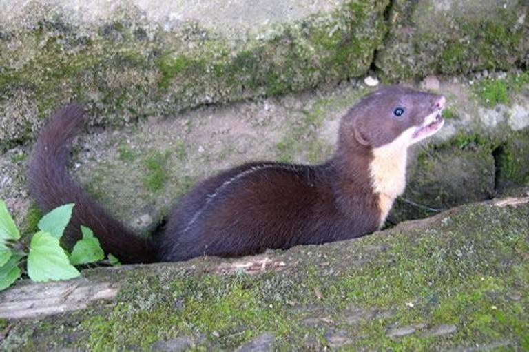 Ласки домашние: уход и содержание