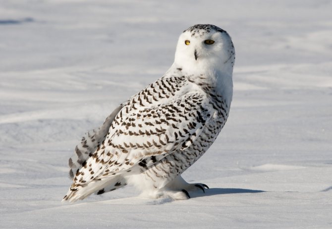 На сколько может поворачивается голова у совы и почему она крутится