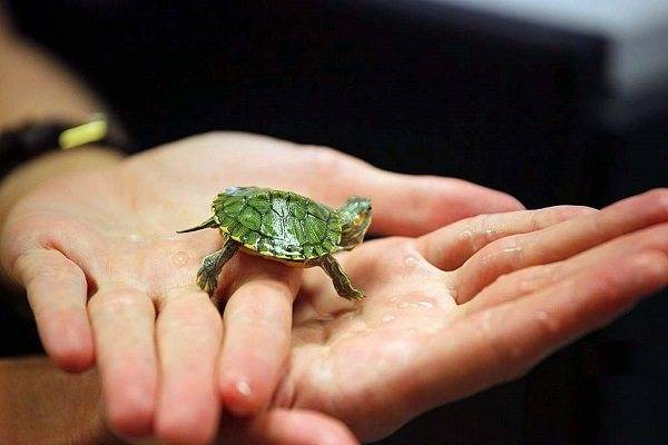 Мускусная обыкновенная черепаха: содержание, описание, питание и размножение