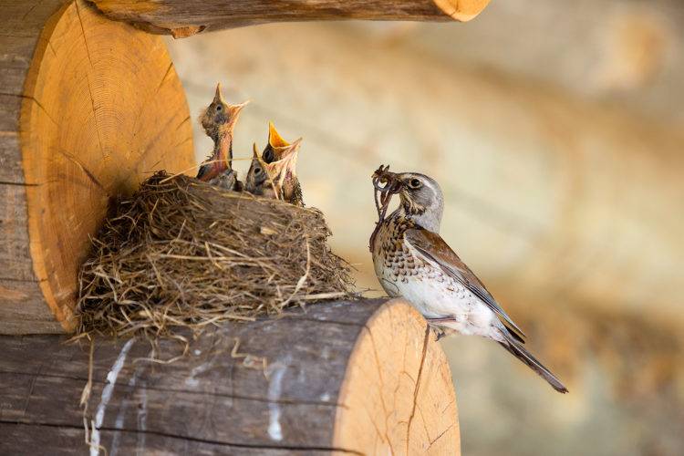 Истинная скорость поля