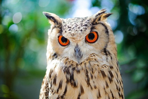 На сколько может поворачивается голова у совы и почему она крутится