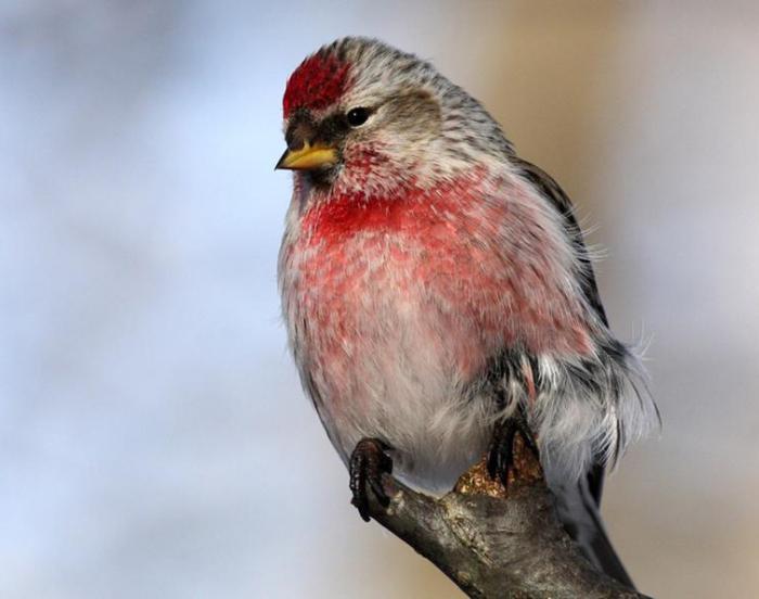 Чечетка (Carduelis flammea)