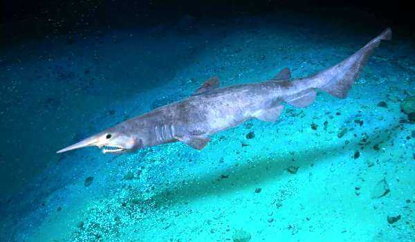 Акула-домовой: таинственный монстр из морских глубин