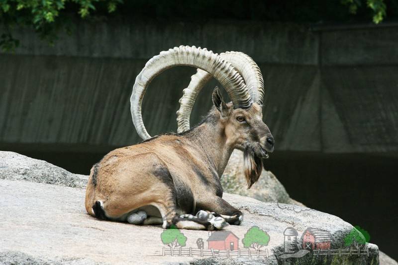 Винторогий козёл: образ жизни, питание, размножение козла мархура