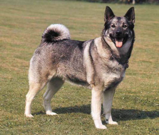 Охотник в отставке – норвежский лундехунд