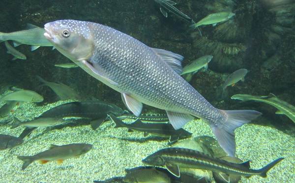 Кутум: описание, особенности, виды, образ жизни и среда обитания