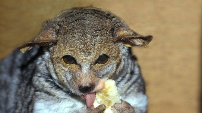 Сенегальский галаго