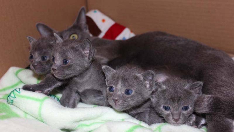 Особенности внешности, характера и содержания кошек породы корат