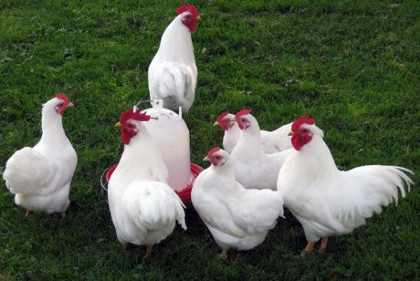 Плимутрок - порода кур: описание и характеристики (полосатый, белый)