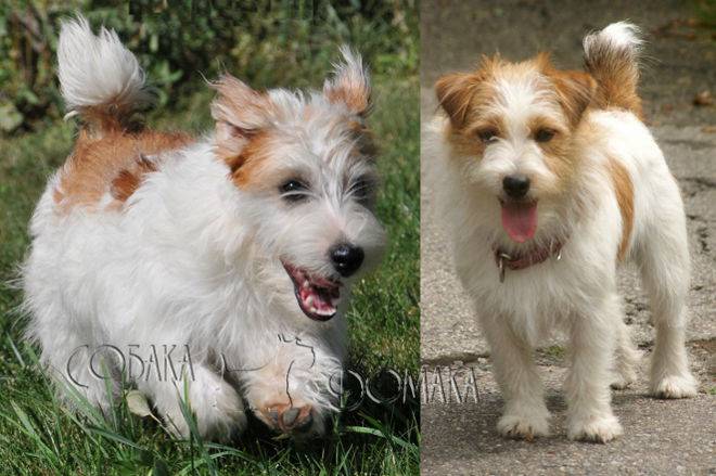 Разновидности джек-рассел-терьеров: о жесткошерстном и гладкошерстном виде