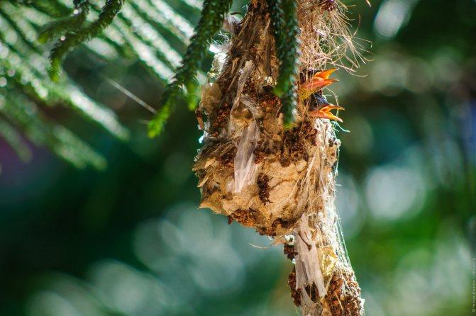 Нектарница: интересные факты о птицах