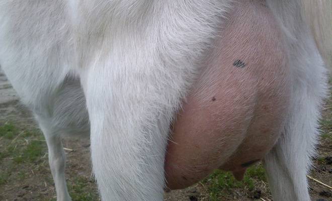 Описание коз Зааненской породы