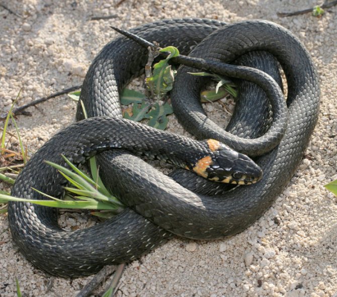 Домашний уж (чем кормить и как содержать в домашних условиях)