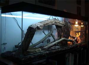 Китайский трионикс