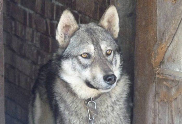 Шалайка (собака Сулимова) — описание, особенности новой породы в России