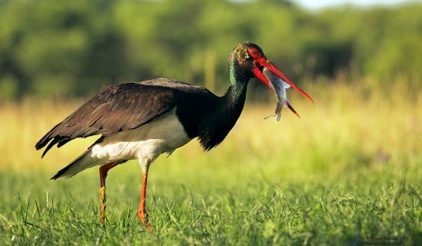 Фото: Черный аист из Красной книги