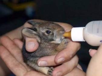 Маленькая декоративная свинка: уход и содержание мини пиги в домашних условиях