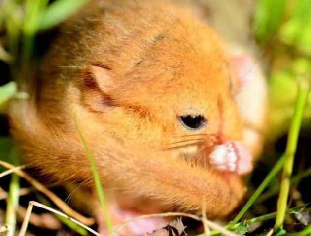 Садовая соня (Eliomys quercinus)