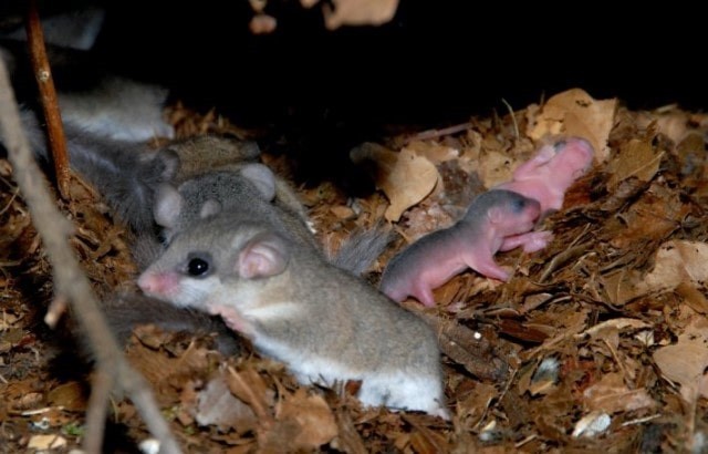 Садовая соня (Eliomys quercinus)