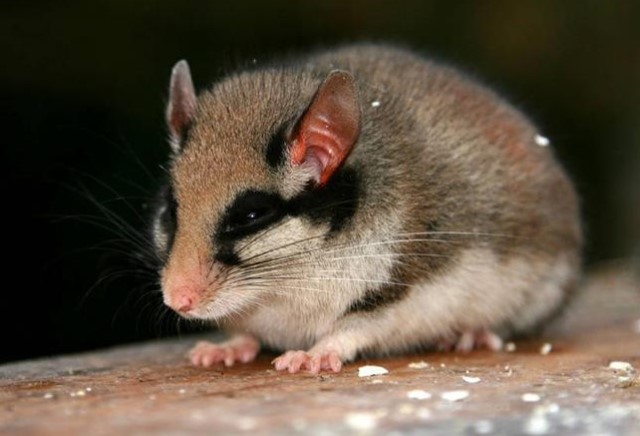 Садовая соня (Eliomys quercinus)