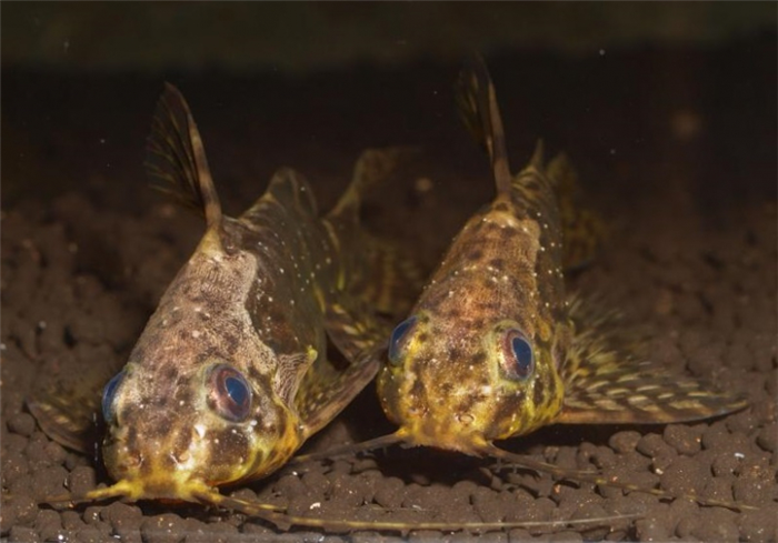 Необычная рыбка сом перевертыш