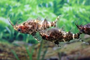 Условия для разведение сомов