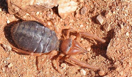 Паук фаланга (сольпуга): членистоногое, разрывающее своих жертв