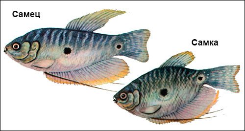 Боция мраморная – содержание, разведение, совместимость с другими