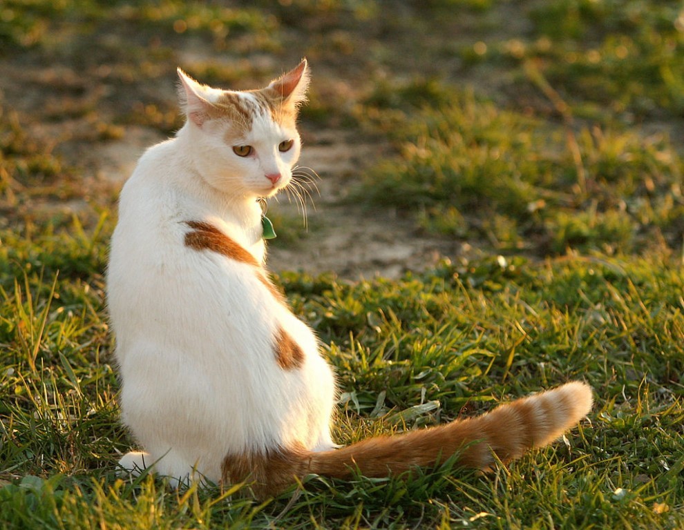 Турецкий ван: описание породы кошек, характер, особенности содержания