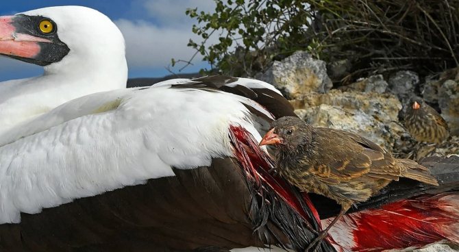 Вьюрок или Юрок?