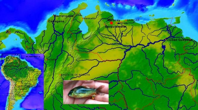 Коридорас Венесуэльский (Corydoras venezuelanus)