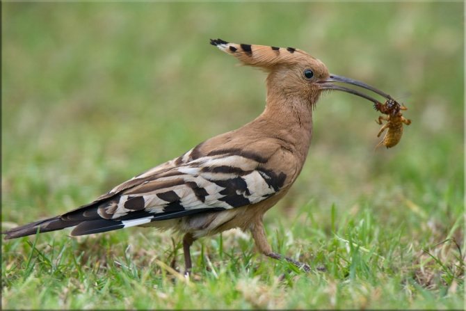 Удод: описание, как выглядит, где обитает, самец и самка