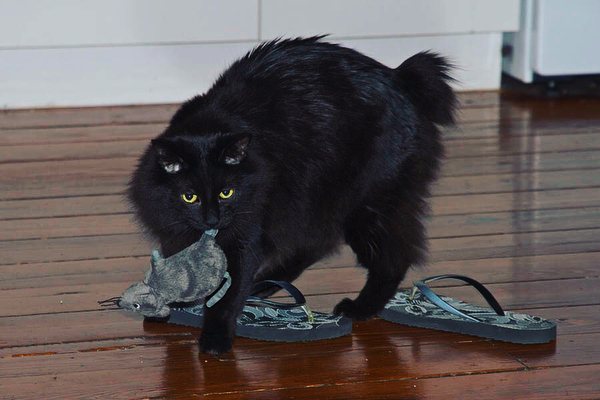 Кимрик: сколько живут, окрас, темперамент, повадки, частота кормления, болезни и дефекты породы