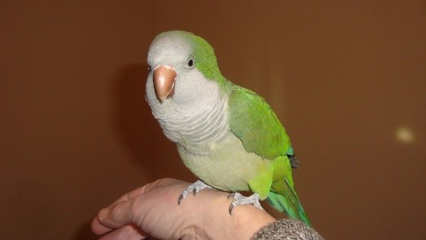 Монах - отличный вид попугаев