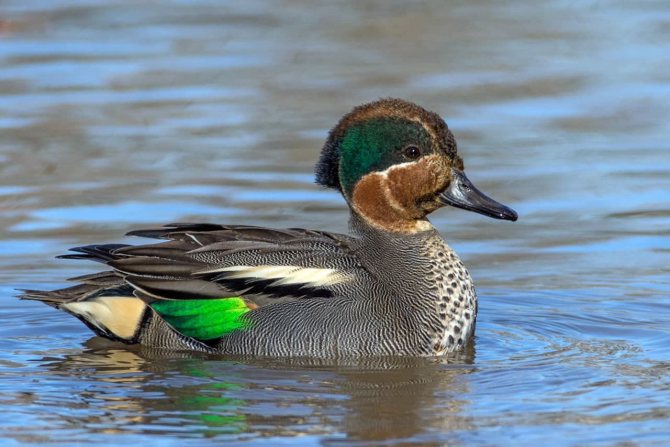 Чирок свистунок - самая маленькая утка