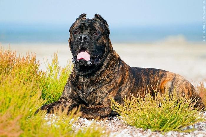 Окрас тигровый кане корсо