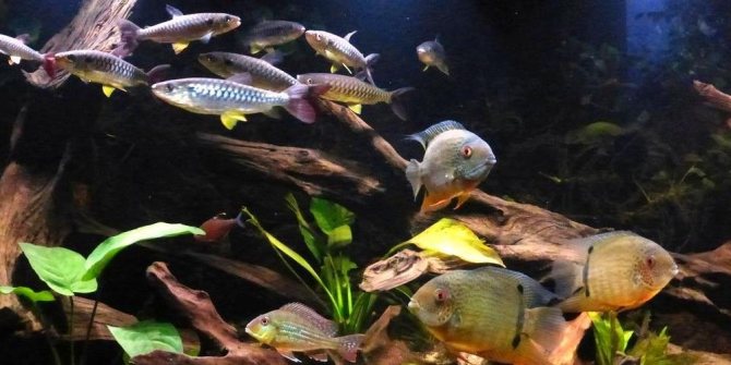 Цихлазома северум (рыбка ложный дискус): содержание, виды (красноточечный, красноплечий, жемчуг), совместимость