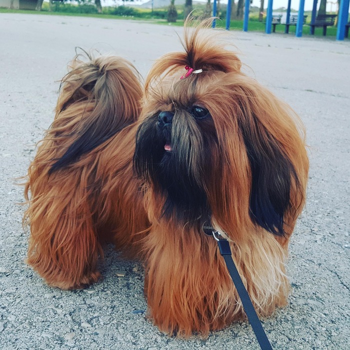 красный ши-тцу с черной маской