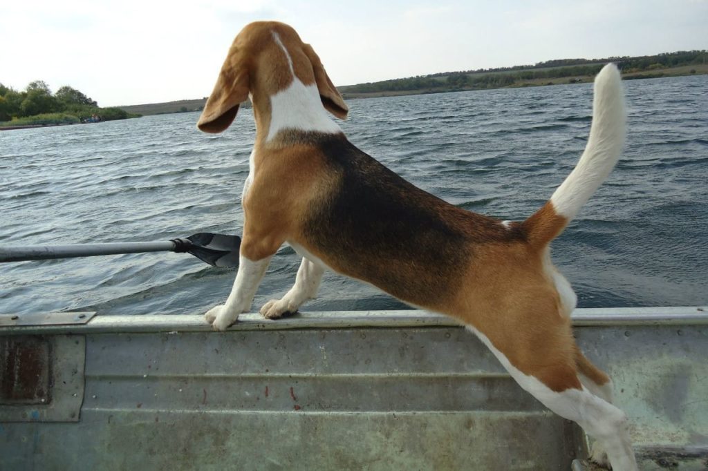 бигль на лодке