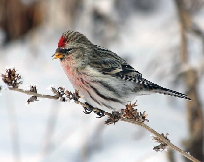 Чечетка (Carduelis flammea)