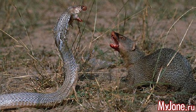 Мангуст: бесстрашный охотник на змей